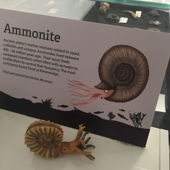 An ammonite