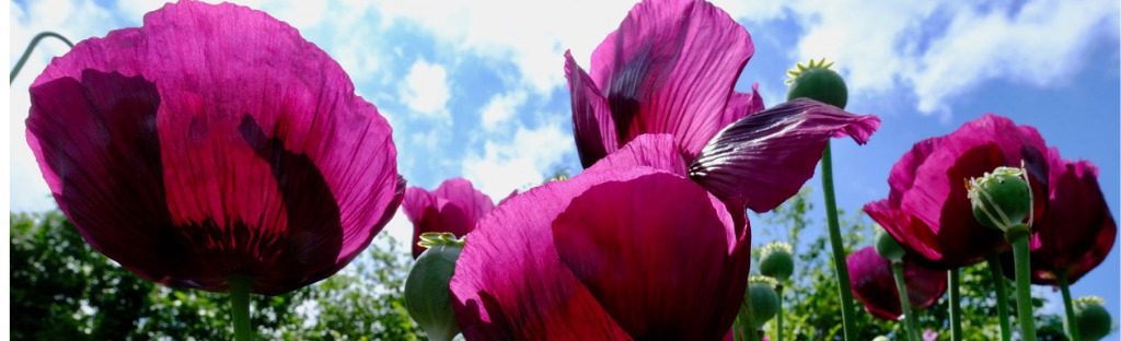 Holme for Gardens near our Dorset B&B