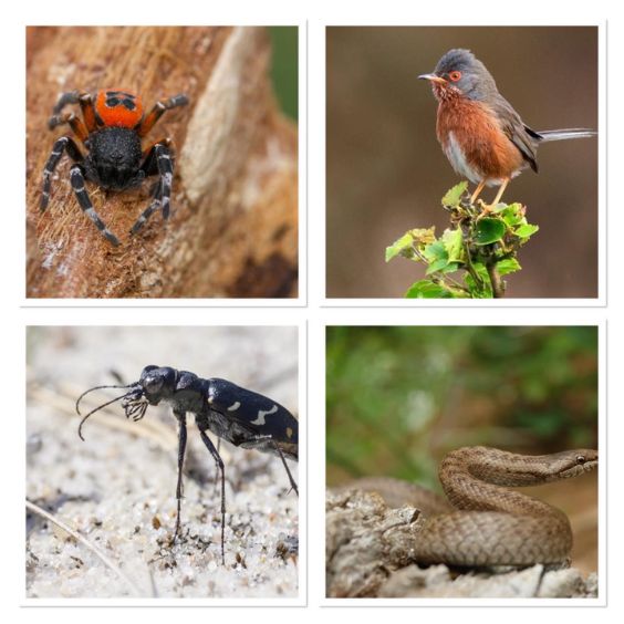 Protected wildlife at Arne