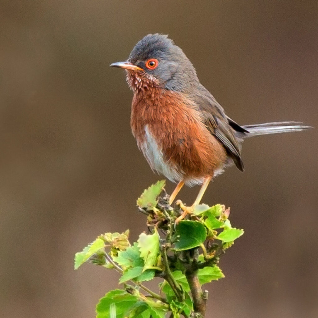 Dartford Warbler at RSPB Arne near our bed and breakfast Dorset
