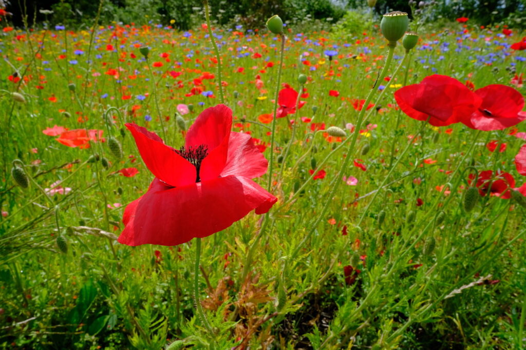 Stunning Flower Field 