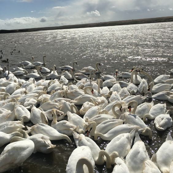 The Swannery at Abbotsbury