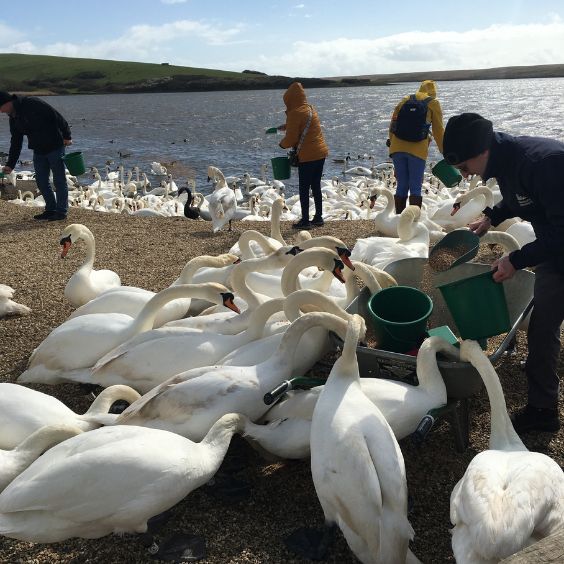 The Swannery at Abbotsbury - Feeding Time