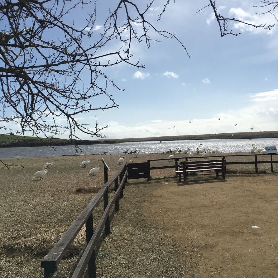 The Swannery at Abbotsbury