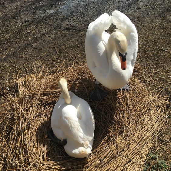 Nest building at the Swannery at Abbotsbury