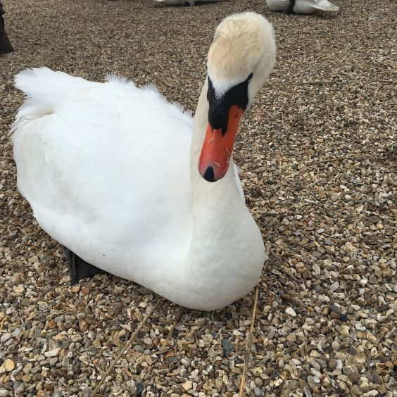The Swannery at Abbotsbury