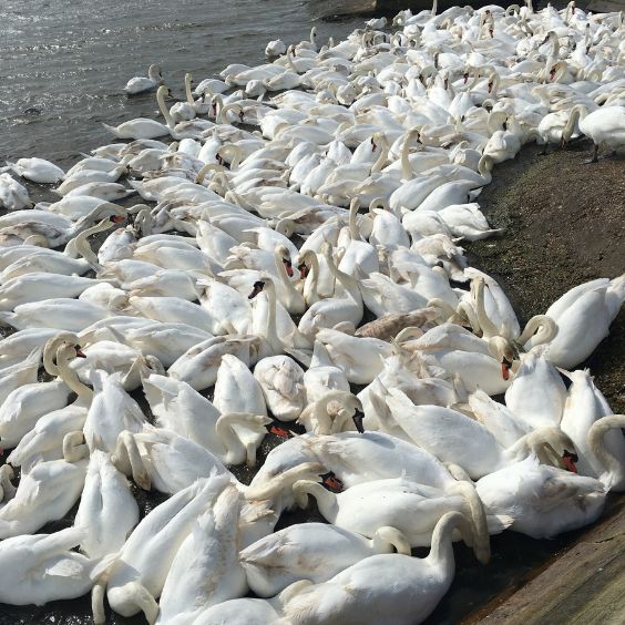 The Swannery at Abbotsbury