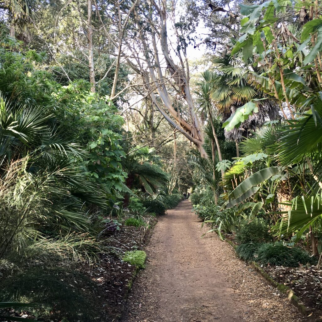 The first of our 2 tranquil Dorset gardens is Abbotsbury Subtropical Garden