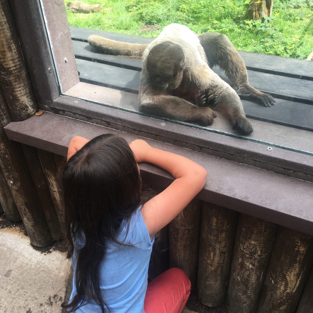 A picture of a woolly monkey 