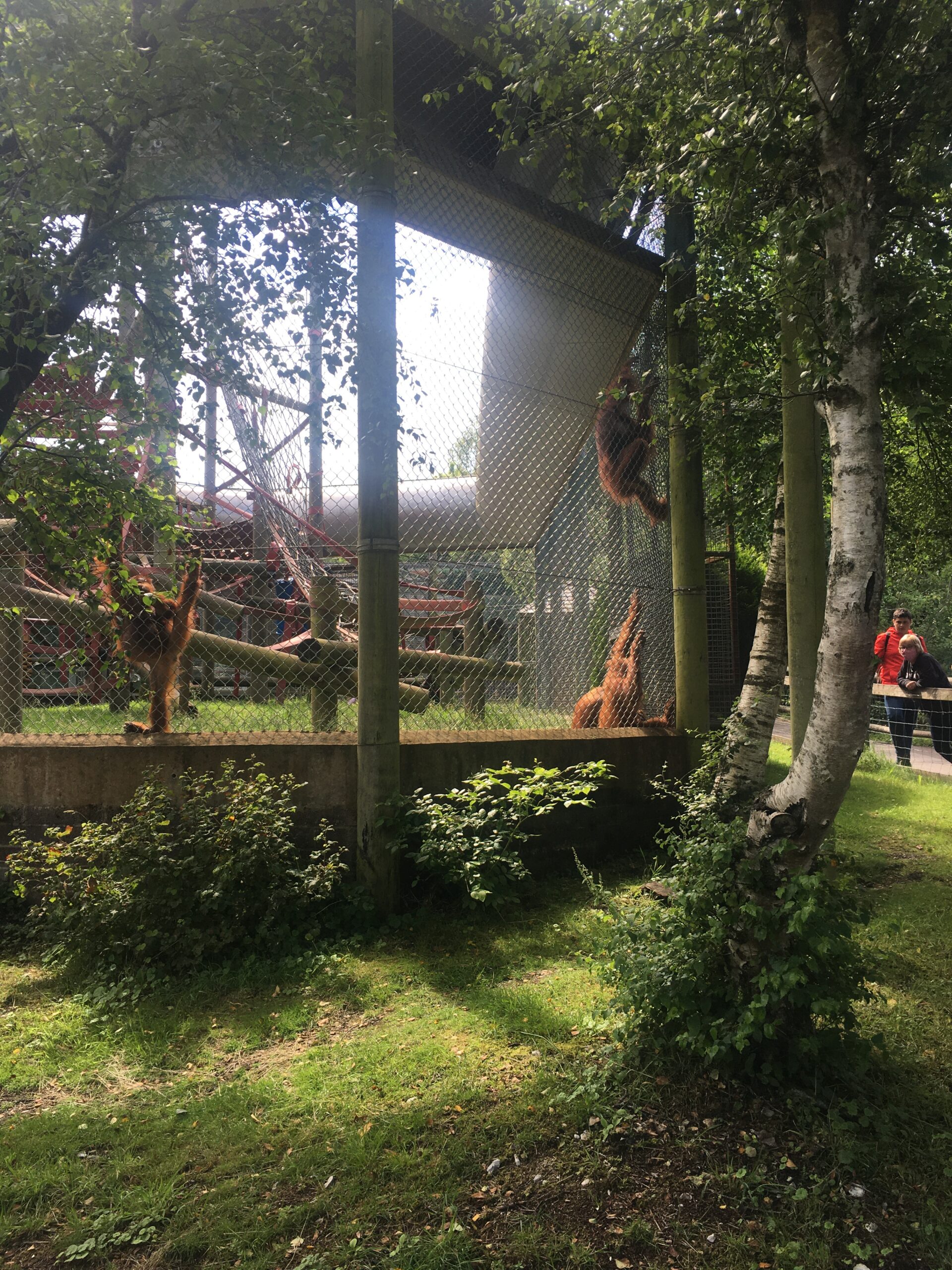 Orang-utans at Monkey World near our Wareham B&B