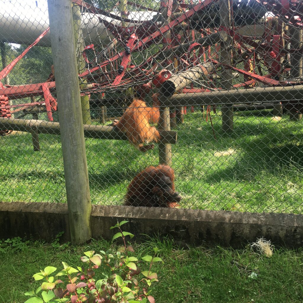 Orang-utans at Monkey World Ape Centre near our Dorset B&B