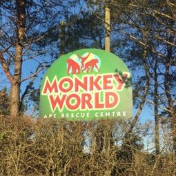 Monkey World