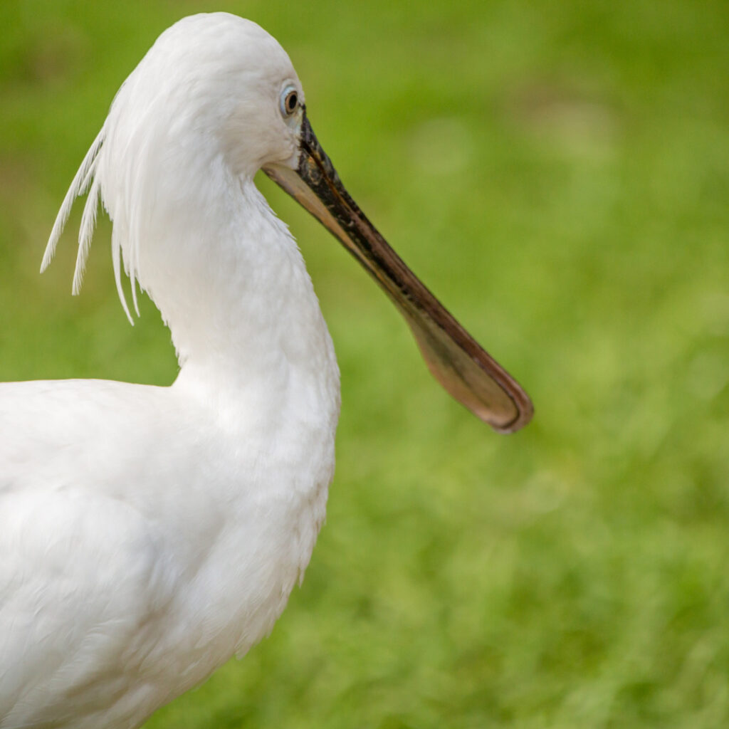 Spoonbill
