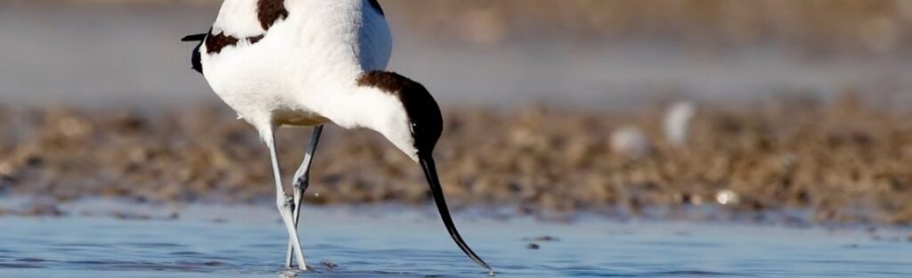 Tourist attraction ideas for a room only stay during low season - RSPB Arne