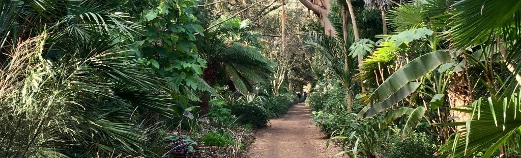 Dorset garden Abbotsbury Subtropical Garden